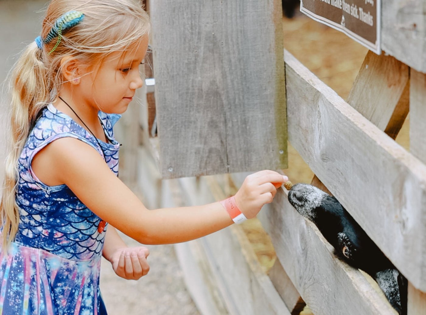 A girl feeding a goat through the fence in the barnyard