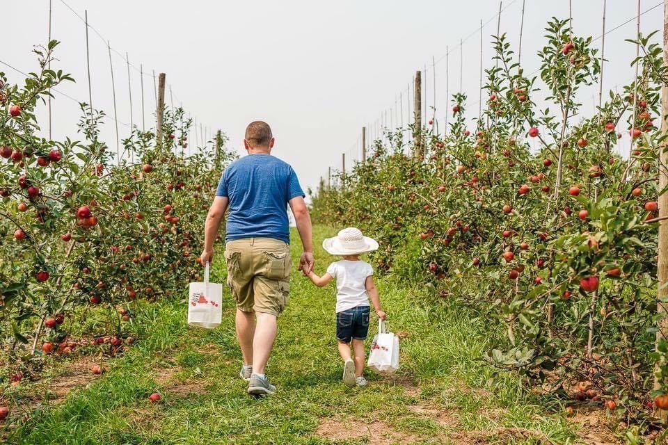 A dad and his daughter carrying picking bags down the apple rows