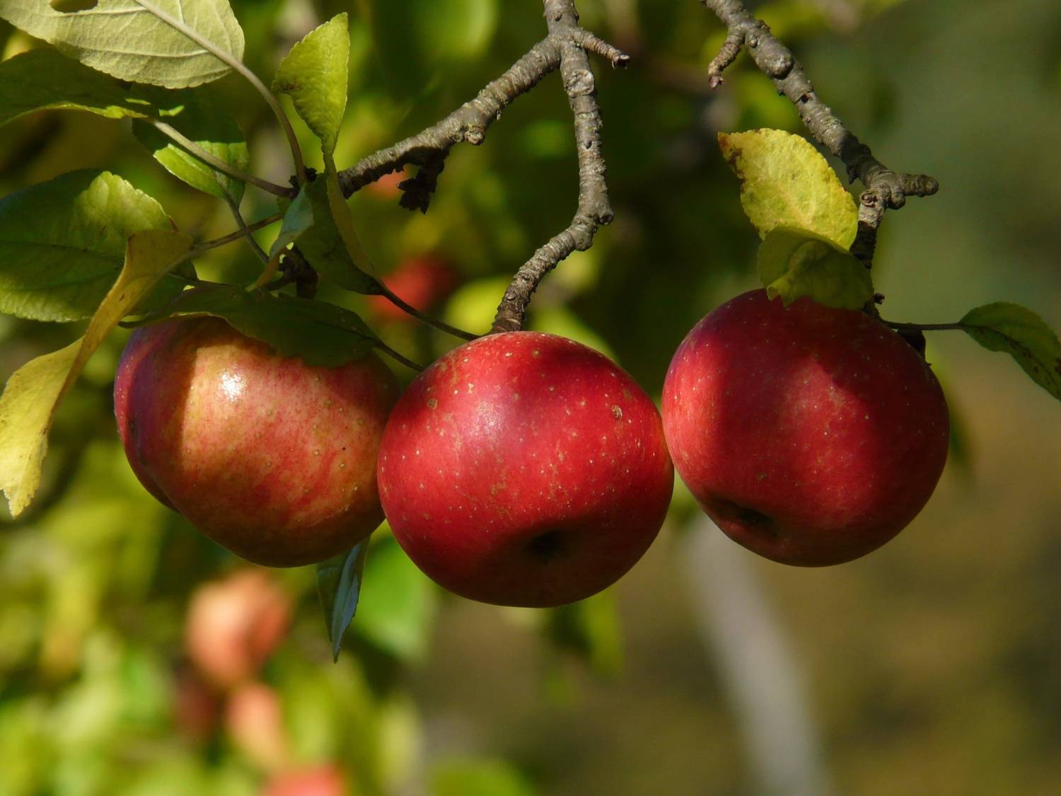 Red apples still on the branch in mid-season